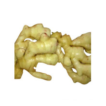 Specializing in the production of agricultural product buyer of ginger